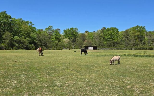 On 43 New Jersey Acres, Rescued Farm Animals Spend Their Days Roaming Free