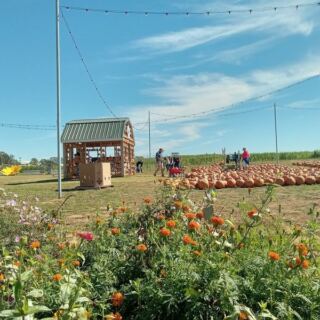 Kids Feed Baby Goats and Pick Their Own Pumpkins at Denver Downs Farm Near Anderson, South Carolina