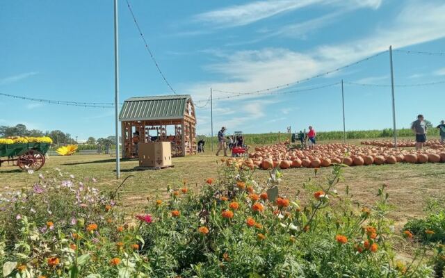 Kids Feed Baby Goats and Pick Their Own Pumpkins at Denver Downs Farm Near Anderson, South Carolina