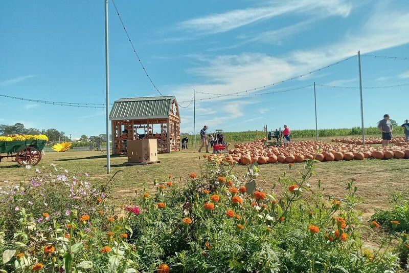 Kids Feed Baby Goats and Pick Their Own Pumpkins at Denver Downs Farm Near Anderson, South Carolina