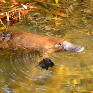 Platypuses Vanished From This National Park for 50 Years. Three Years After Their Return, the Population Is Growing
