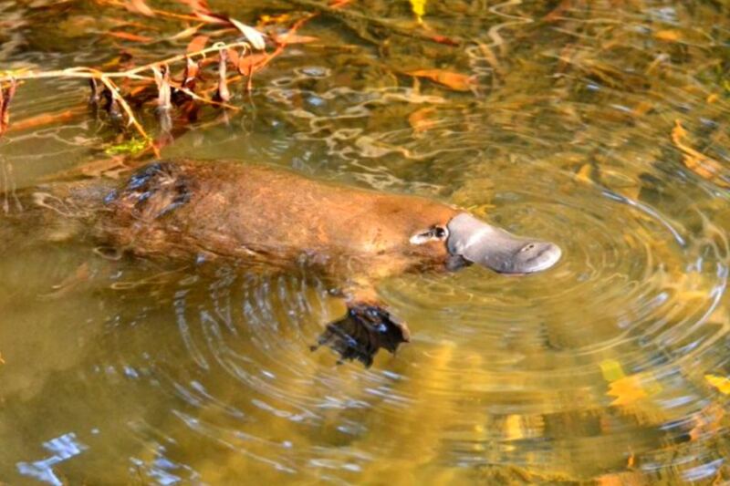 Platypuses Vanished From This National Park for 50 Years. Three Years After Their Return, the Population Is Growing