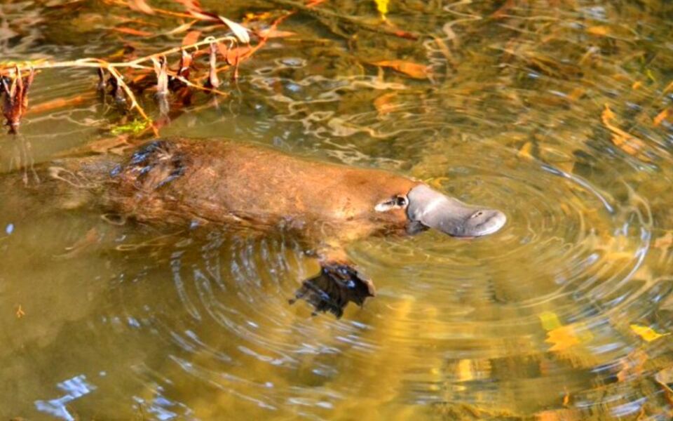 Platypuses Vanished From This National Park for 50 Years. Three Years After Their Return, the Population Is Growing