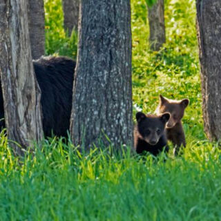 This Minnesota Sanctuary Lets You Watch Wild Black Bears Roaming Free