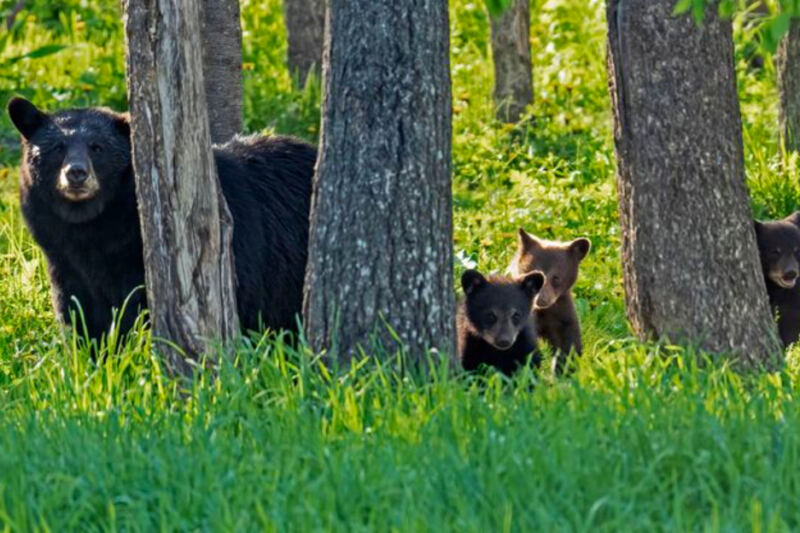This Minnesota Sanctuary Lets You Watch Wild Black Bears Roaming Free
