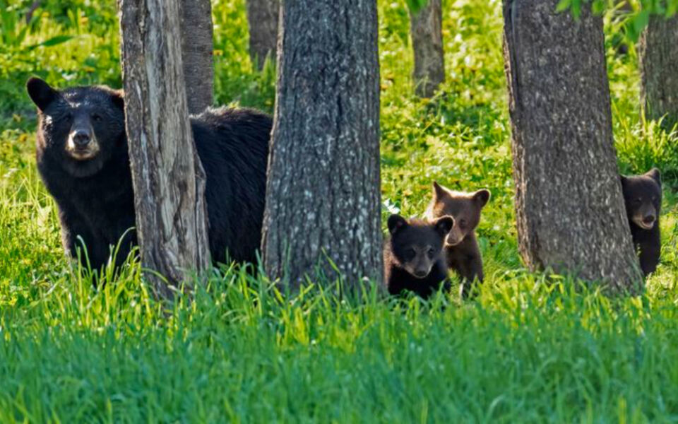 This Minnesota Sanctuary Lets You Watch Wild Black Bears Roaming Free