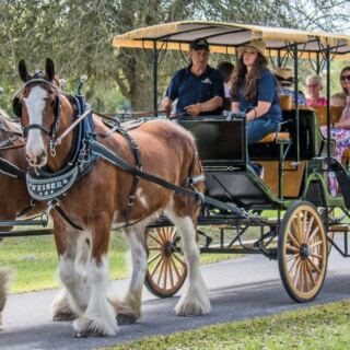 Explore Equestrian Grounds and a Carriage Museum at Grand Oaks Resort in Weirsdale, Florida
