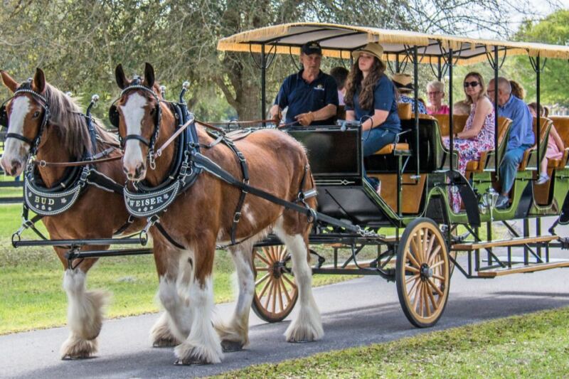 Explore Equestrian Grounds and a Carriage Museum at Grand Oaks Resort in Weirsdale, Florida