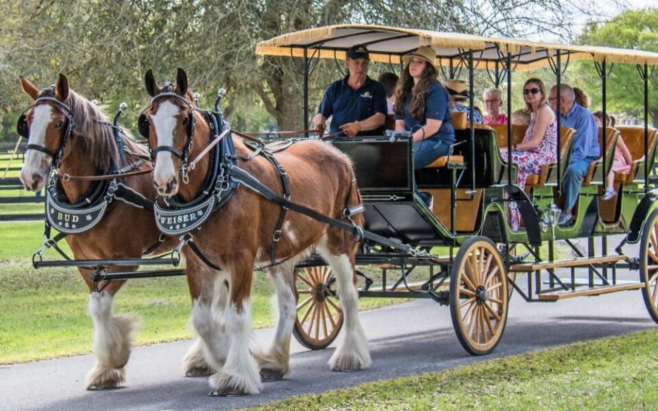 Explore Equestrian Grounds and a Carriage Museum at Grand Oaks Resort in Weirsdale, Florida