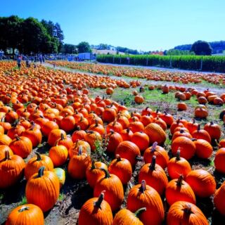 13 Pennsylvania Pumpkin Farms That Go All Out Every Autumn