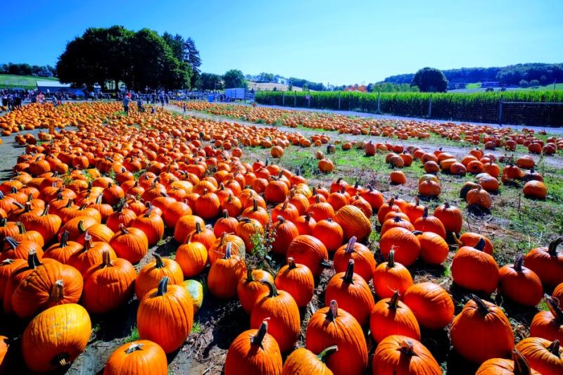 13 Pennsylvania Pumpkin Farms That Go All Out Every Autumn