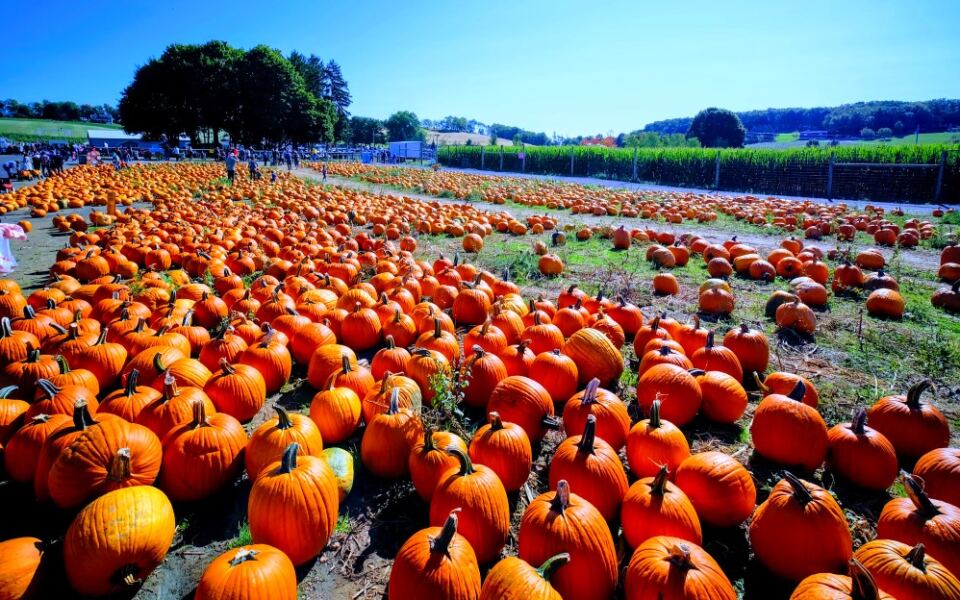 13 Pennsylvania Pumpkin Farms That Go All Out Every Autumn