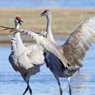 15 Nebraska Places to Witness the Sandhill Crane Migration