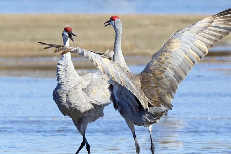 15 Nebraska Places to Witness the Sandhill Crane Migration