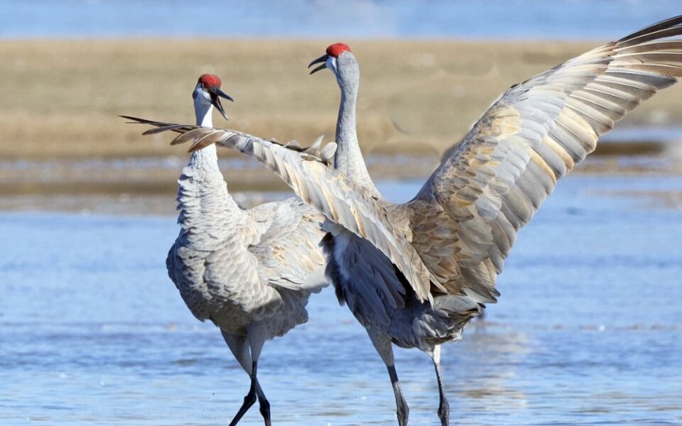 15 Nebraska Places to Witness the Sandhill Crane Migration