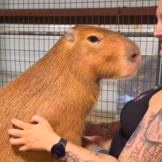 This Pennsylvania Animal Encounter Lets You Hand-Feed Capybaras