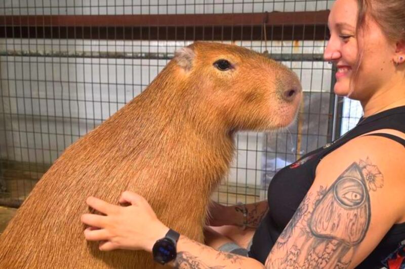 This Pennsylvania Animal Encounter Lets You Hand-Feed Capybaras