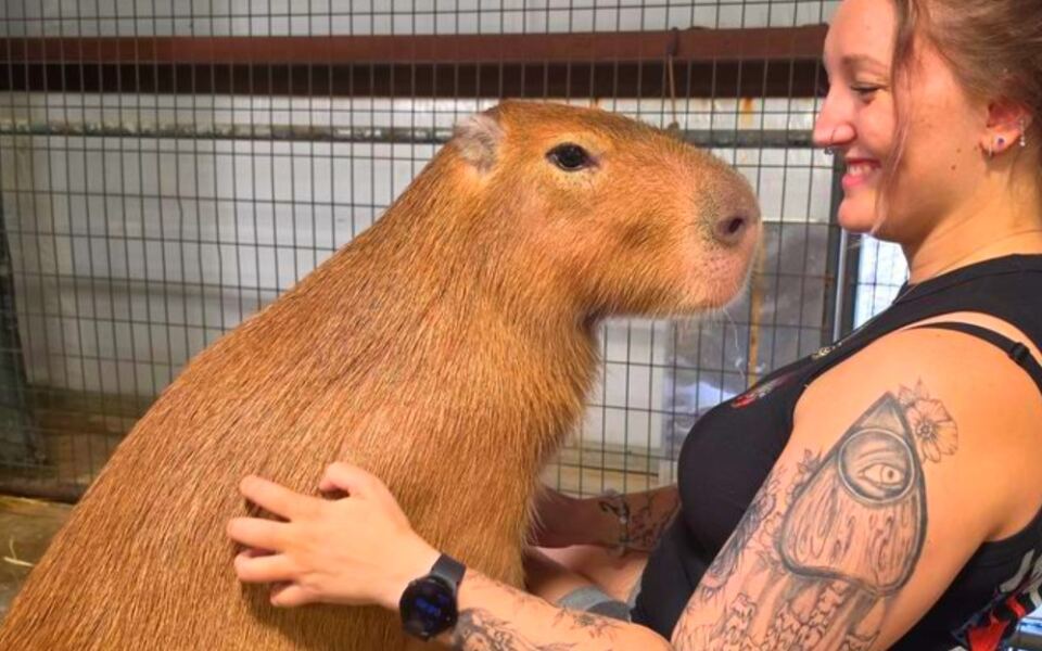 This Pennsylvania Animal Encounter Lets You Hand-Feed Capybaras