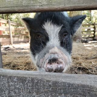Funny Farm Rescue in Mays Landing lets you meet rescued animals for free