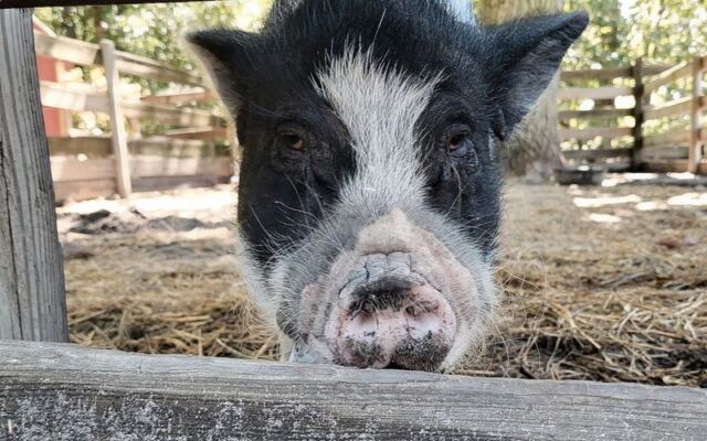 Funny Farm Rescue in Mays Landing lets you meet rescued animals for free