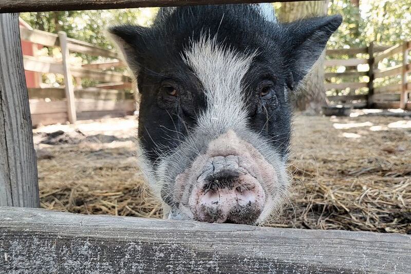 Funny Farm Rescue in Mays Landing lets you meet rescued animals for free