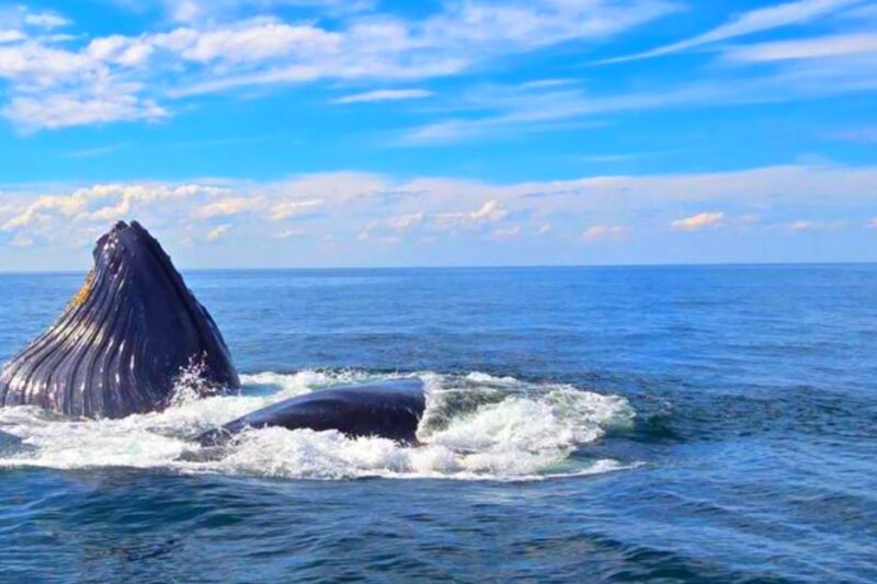 11 New Hampshire Wildlife Watching Spots Worth Bringing Binoculars For