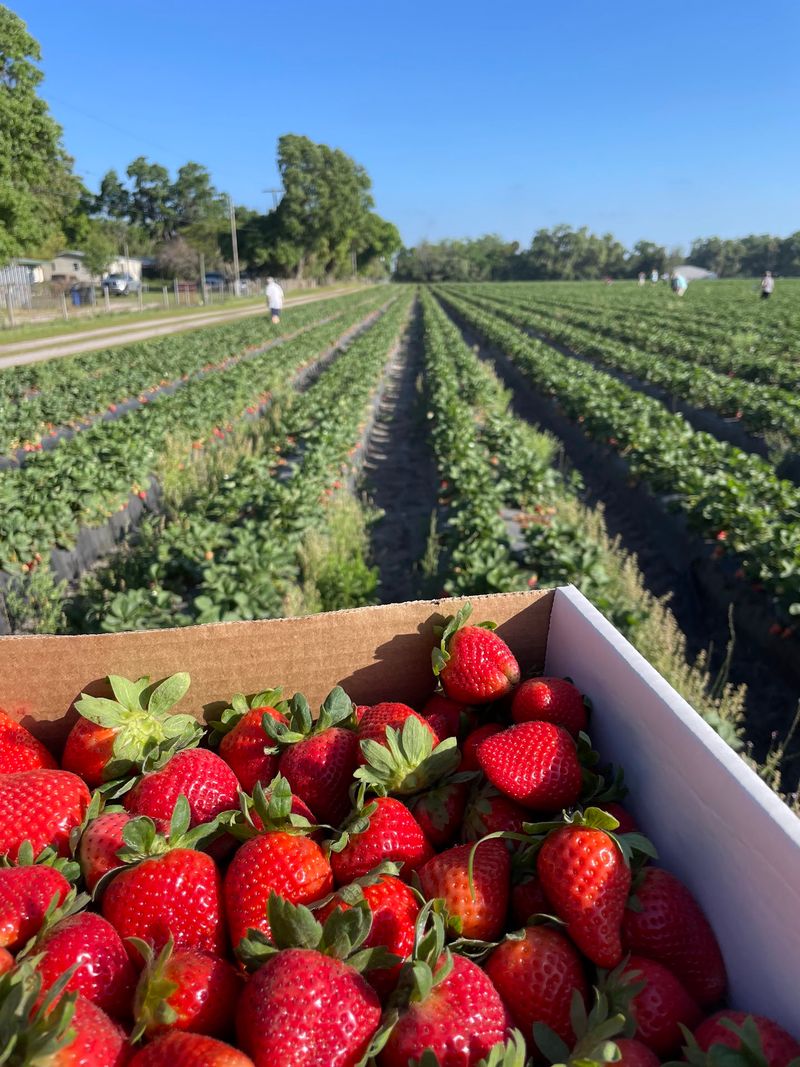 5K Farms, Florida, Plant City
