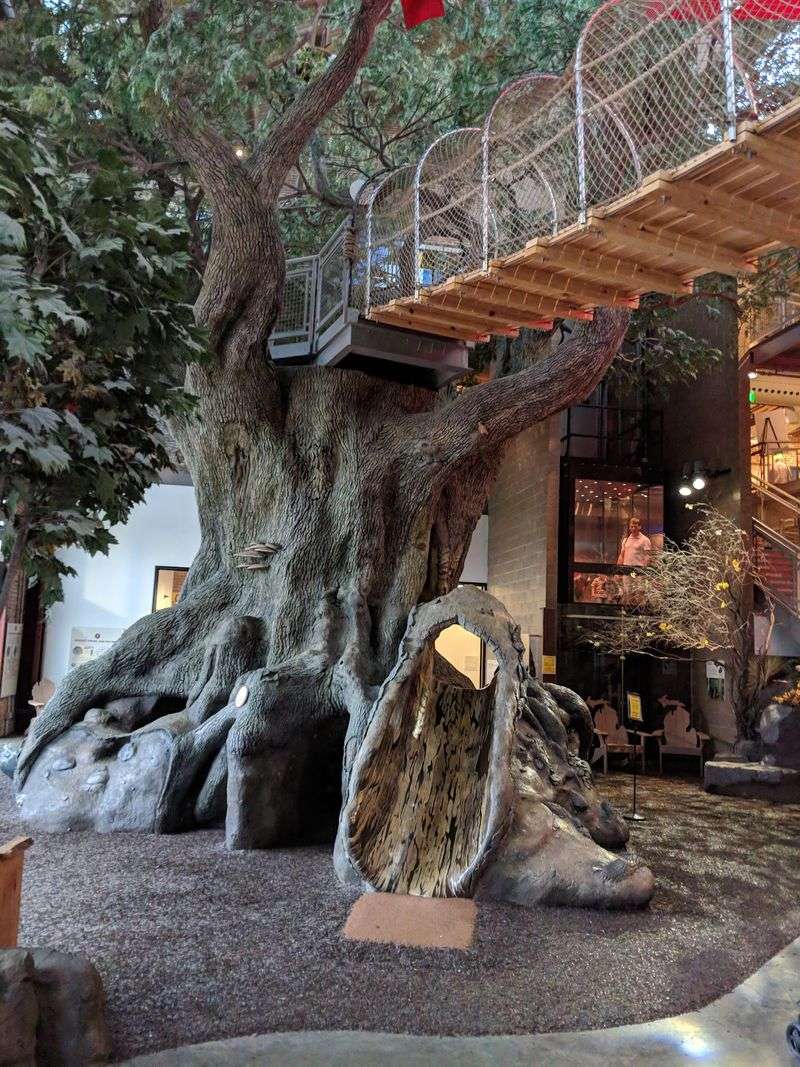 A 35-Foot Oak You Are Allowed to Climb