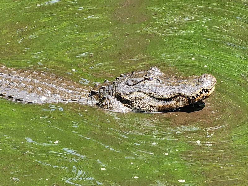 A Baby Gator Meet and Greet A Baby Gator Meet and Greet