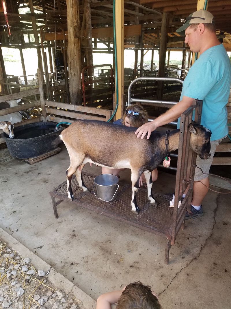 A Barnyard Tour That Actually Teaches Something