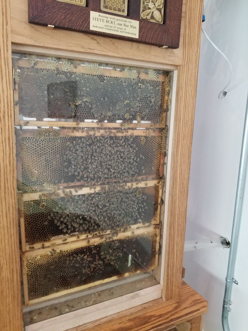 A Beehive You Can Watch Safely