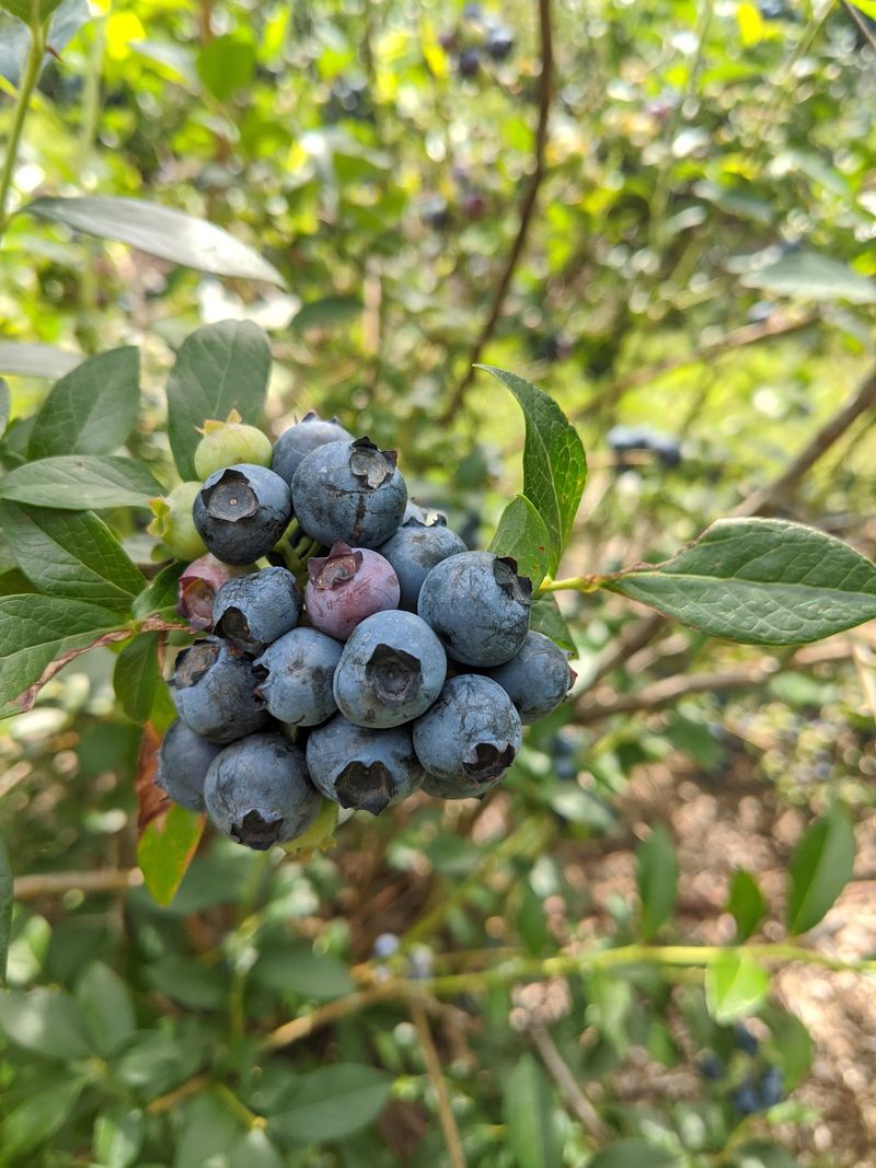 A Berry Patch on Adams Road