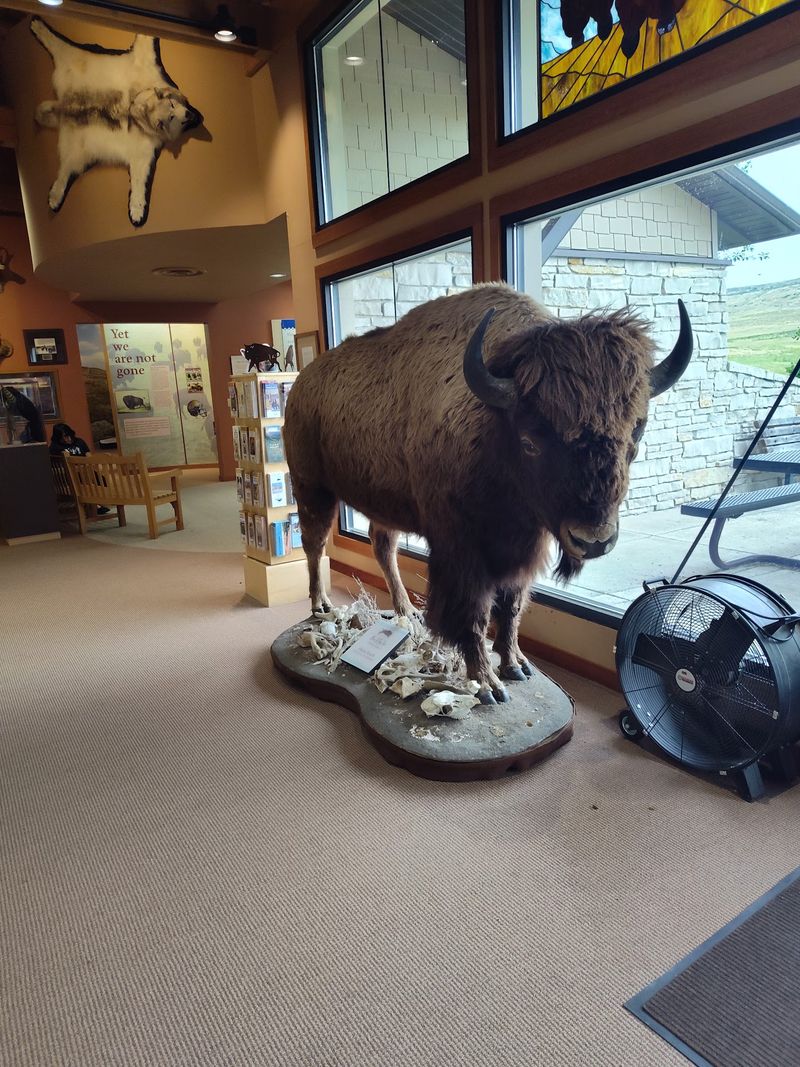 A Bison Up Close Inside the Visitor Center A Bison Up Close Inside the Visitor Center