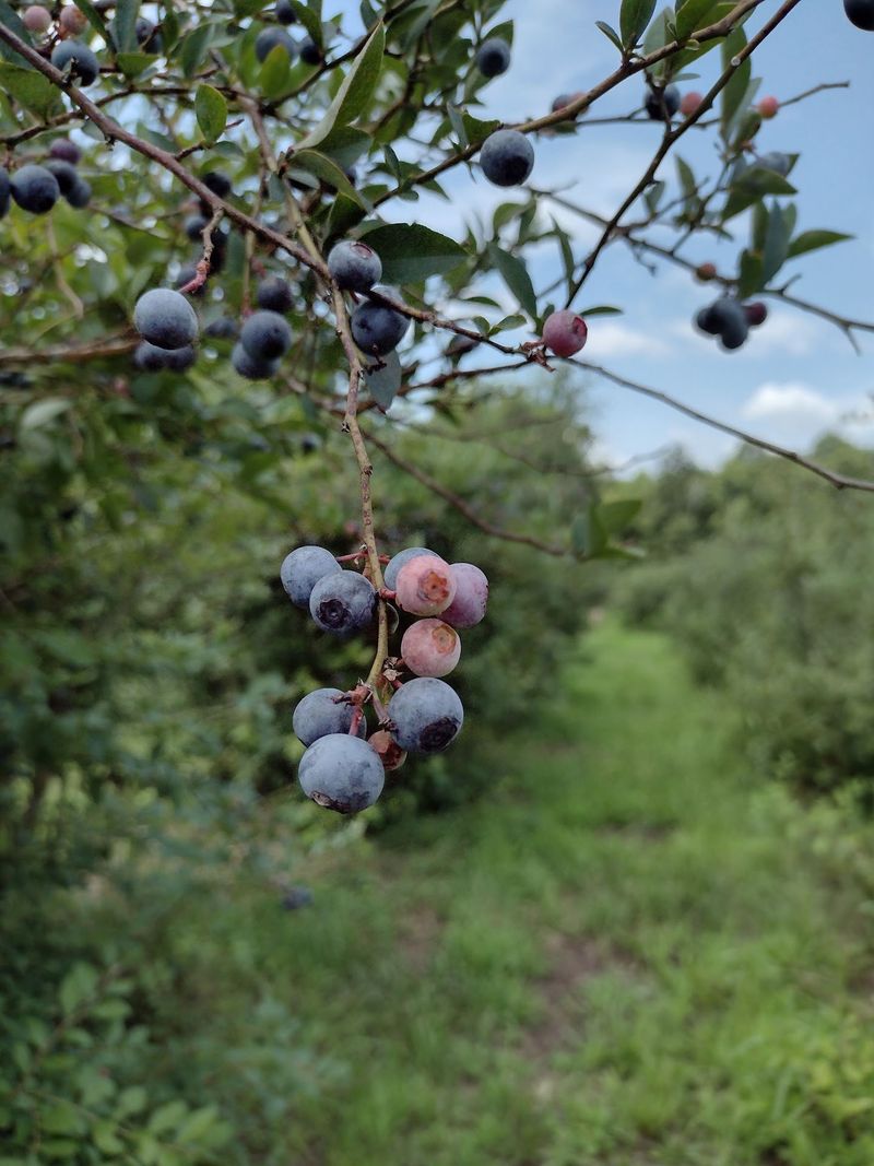 A Blueberry Hideaway Off a Country Road A Blueberry Hideaway Off a Country Road