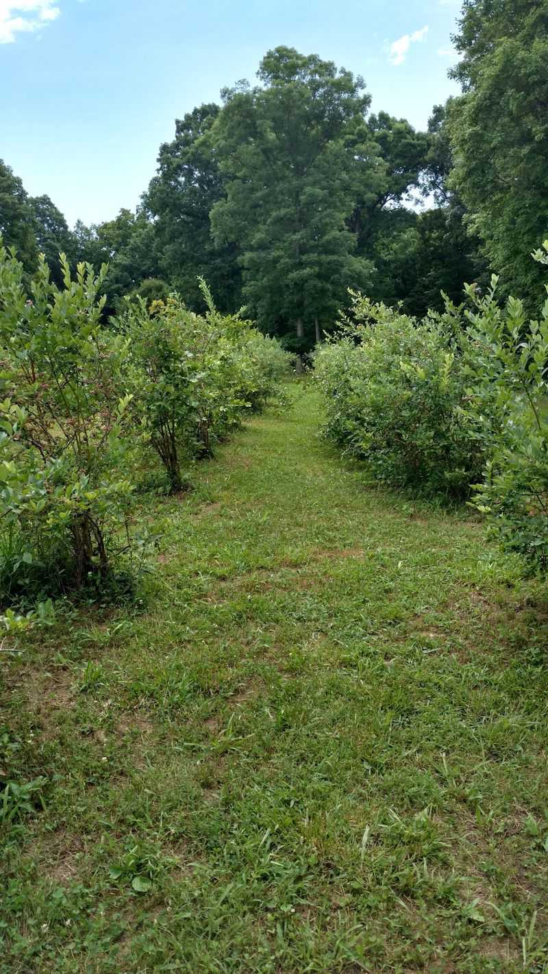 A Blueberry Patch on Barren Fork Lane A Blueberry Patch on Barren Fork Lane