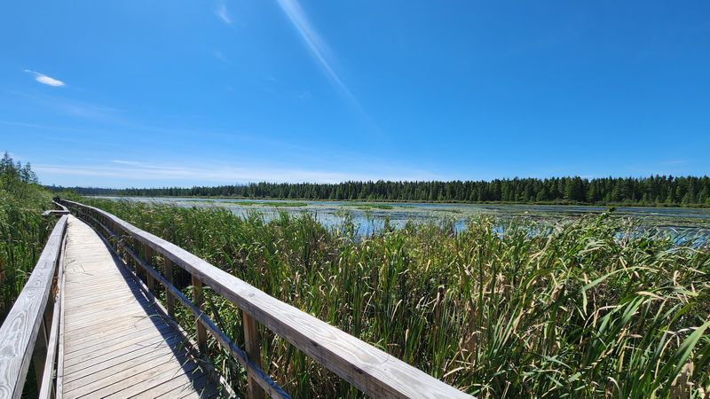 A Boardwalk on the Edge of Orr A Boardwalk on the Edge of Orr