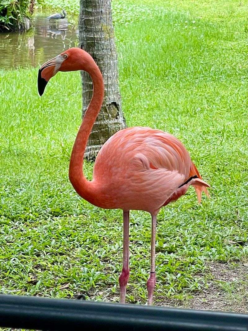 A Cageless Safari Just West of Palm Beach A Cageless Safari Just West of Palm Beach