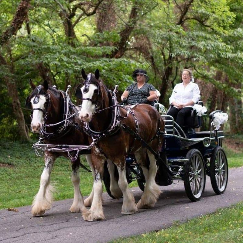 A Carriage Ride Farm on Rockhouse Pass