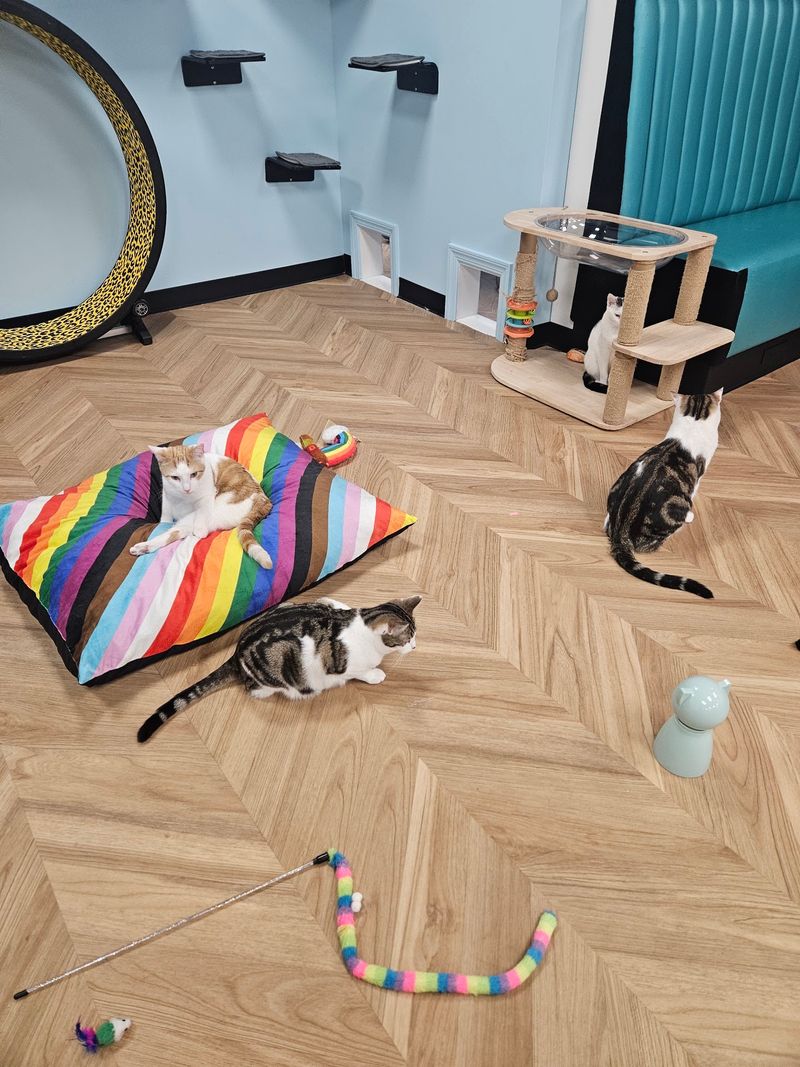 A Cat Hangout on West Somerset Street
