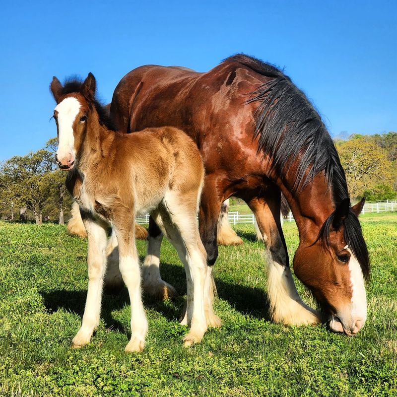 A Clydesdale Farm on Highway 270