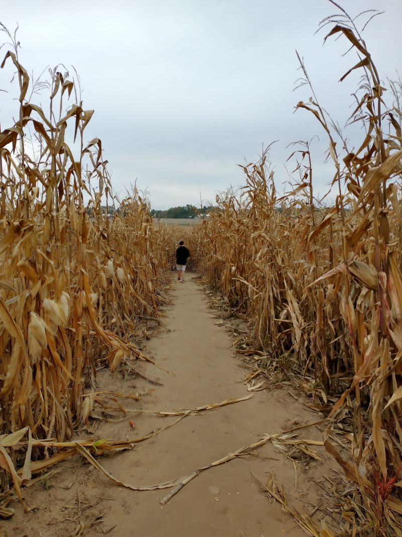 A Corn Maze That Changes Every Year A Corn Maze That Changes Every Year