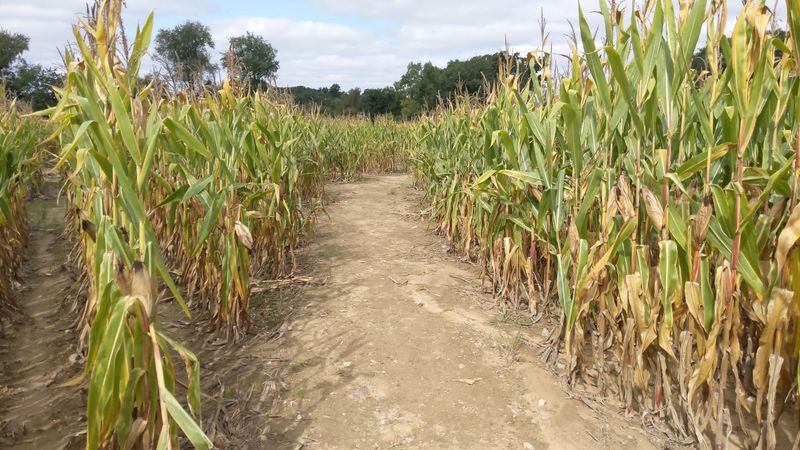 A Corn Maze and Pumpkins for October A Corn Maze and Pumpkins for October