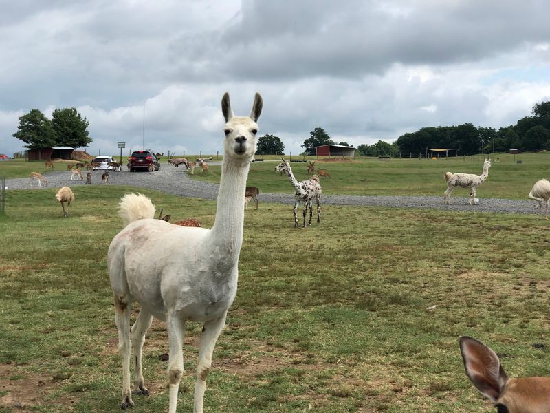 A Country Road Address With Exotic Neighbors