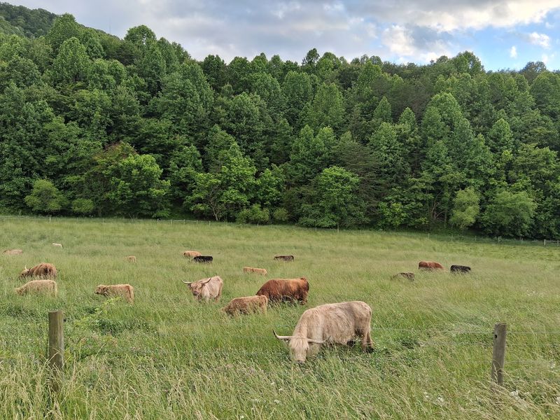 A Cow Roster Drawn From Respected Herds A Cow Roster Drawn From Respected Herds