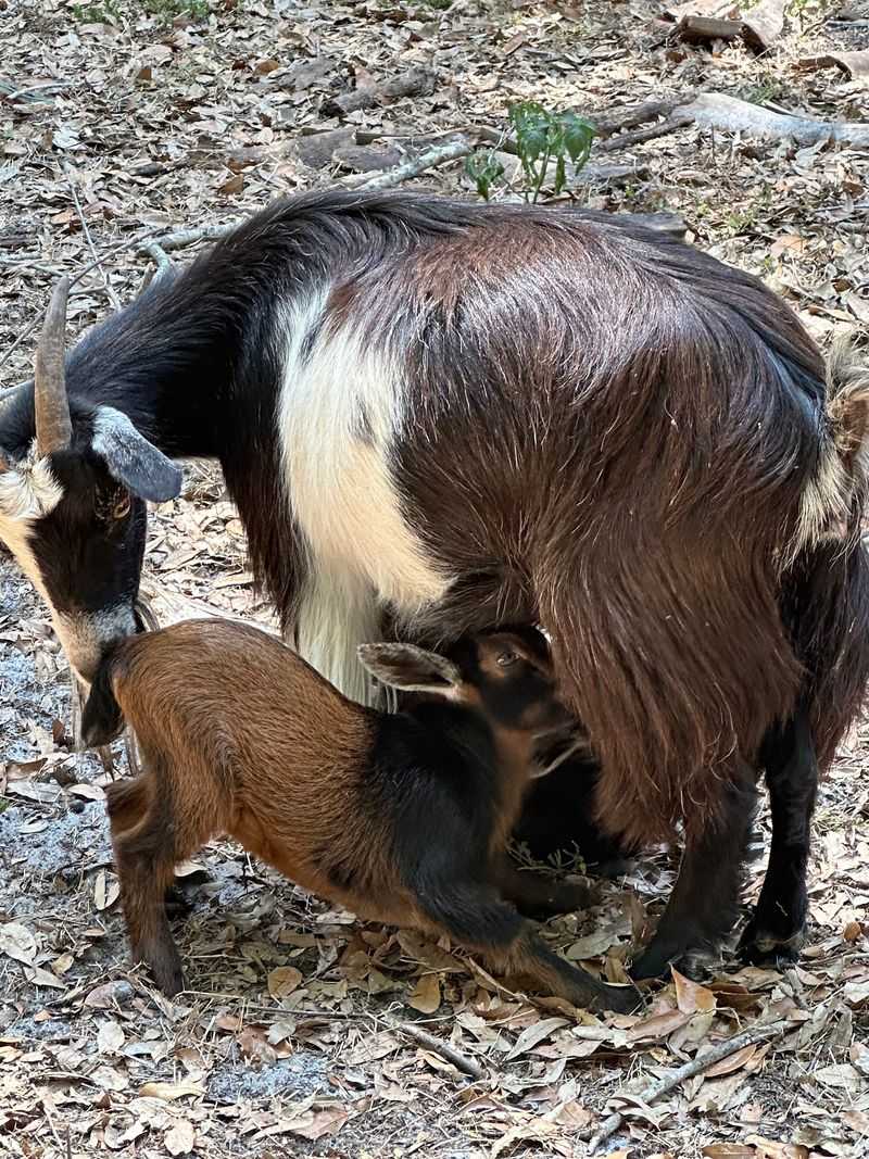 A Crash Course in Raising Goats A Crash Course in Raising Goats
