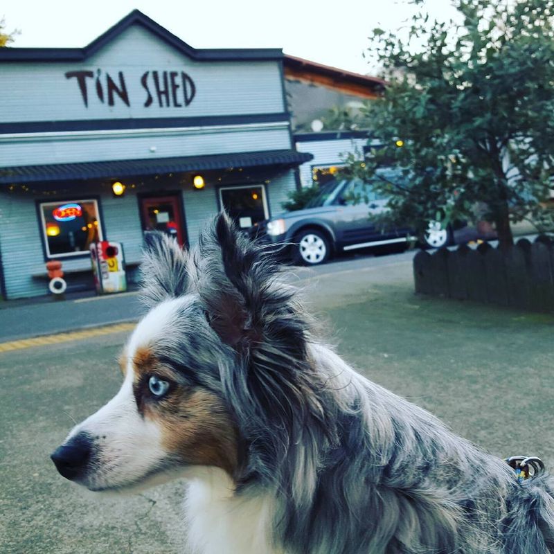 A Dog-Loving Brunch Spot on Alberta Street