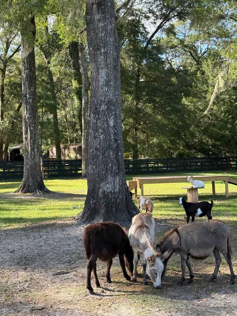 A Donkey Farm Tucked Into Southeast Ocala