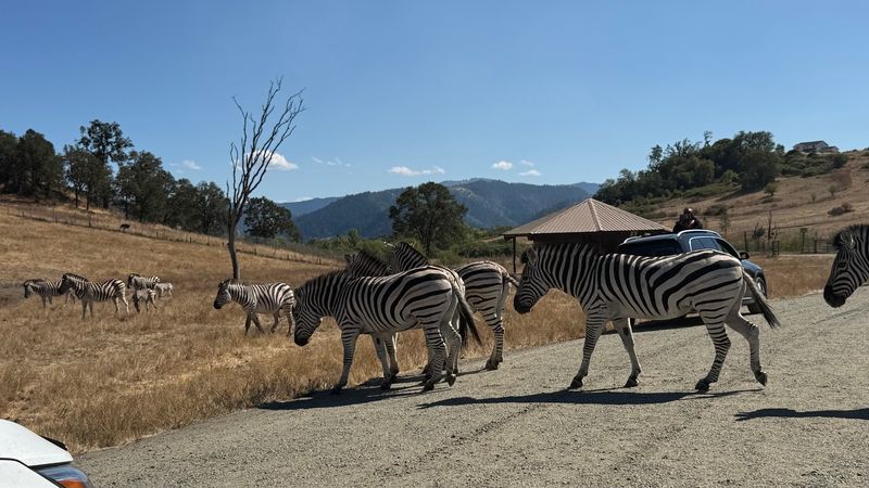 A Drive-Thru Safari Tucked Into Southern Oregon