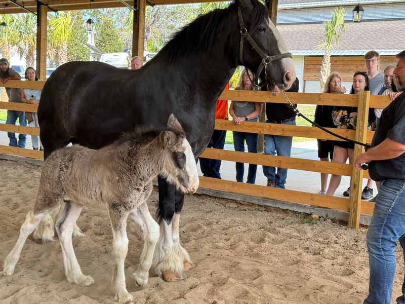 A Family Horse Farm on the Edge of Dunnellon