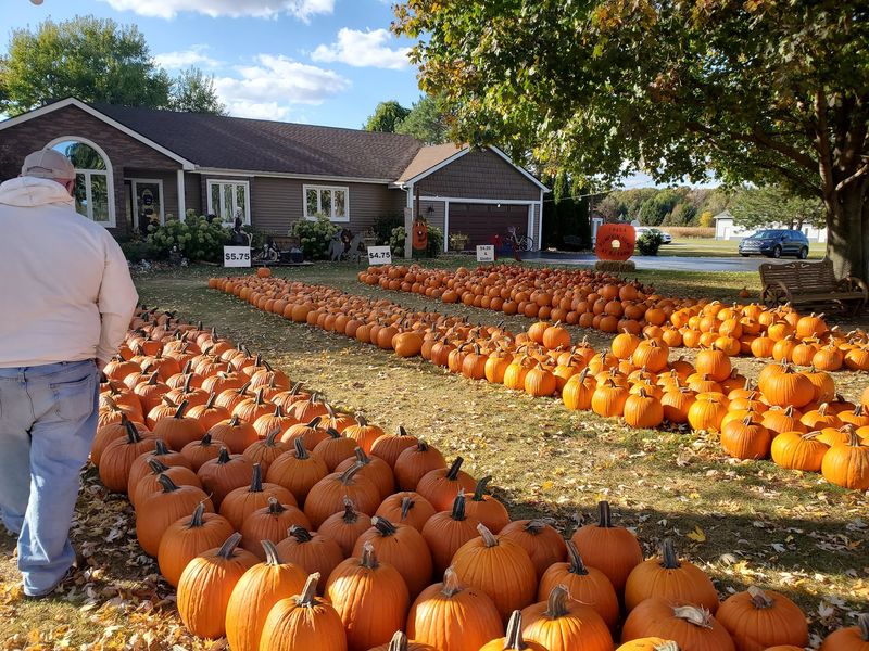 A Family Pumpkin Stop on Secor Road A Family Pumpkin Stop on Secor Road